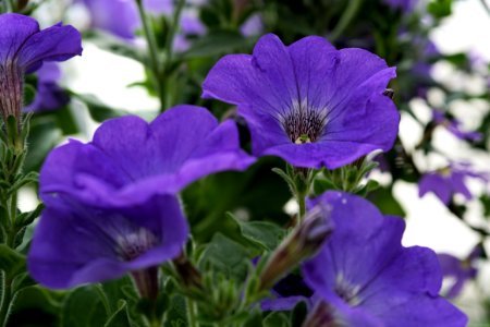 Flower Plant Purple Violet Family photo