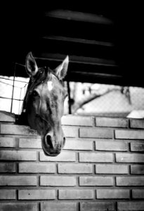 Horse White Black Black And White photo