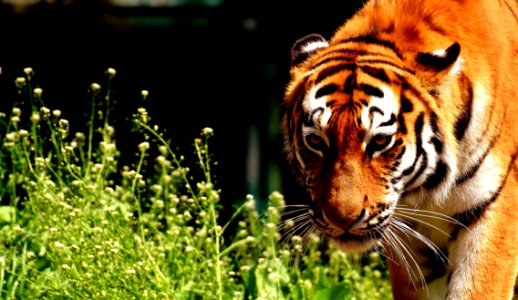 Tiger Wildlife Mammal Terrestrial Animal
