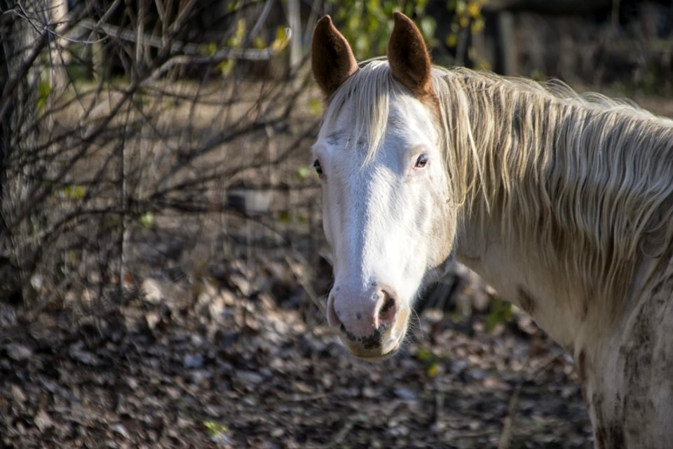 Horse Mane Fauna Horse Like Mammal
