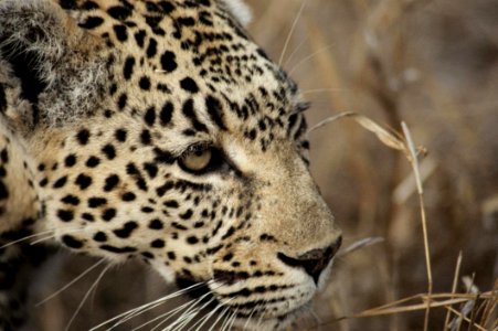 Leopard Wildlife Terrestrial Animal Jaguar photo