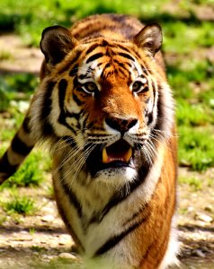 Tiger Wildlife Terrestrial Animal Mammal photo