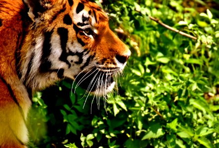 Wildlife Tiger Mammal Whiskers photo