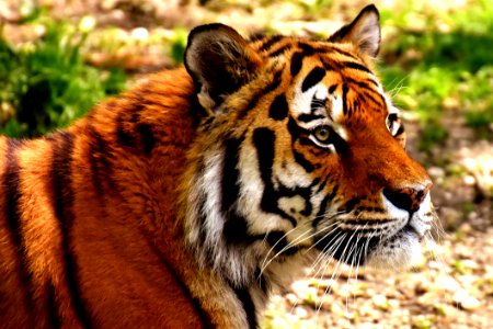 Wildlife Tiger Mammal Terrestrial Animal photo