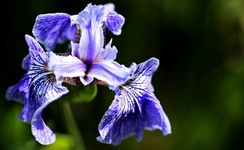 Flower Iris Versicolor Plant Flora
