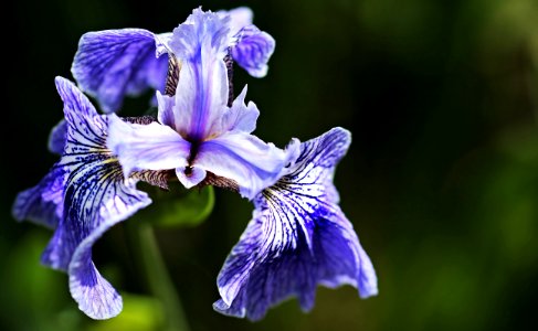 Flower Iris Versicolor Plant Flora photo