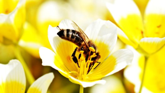 Flower Bee Honey Bee Yellow photo