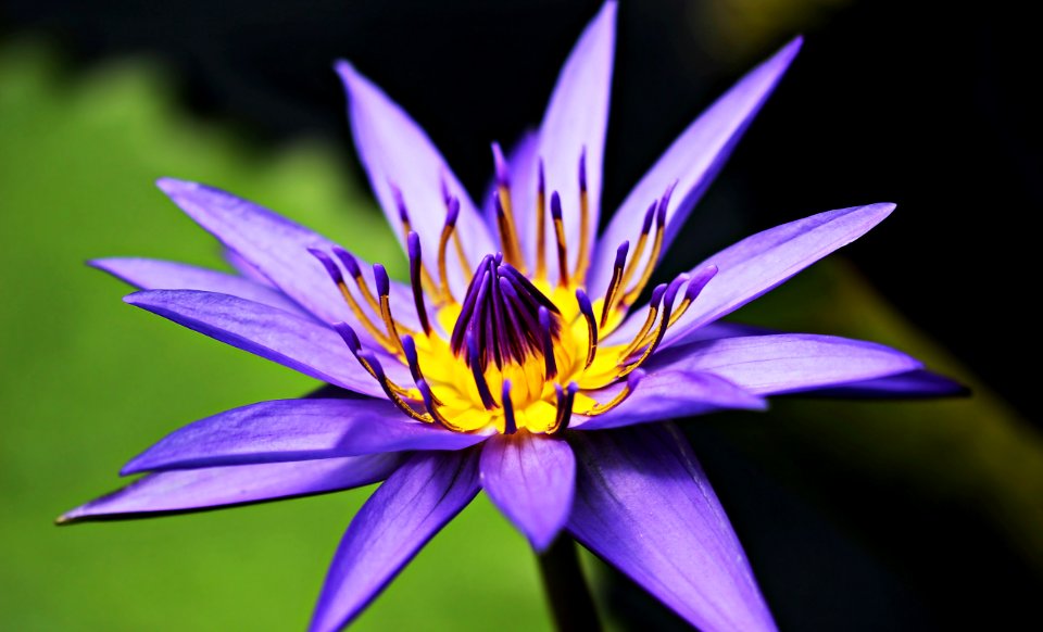Flower Flora Plant Purple
