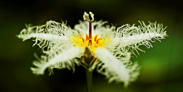 Flower Flora Plant Wildflower