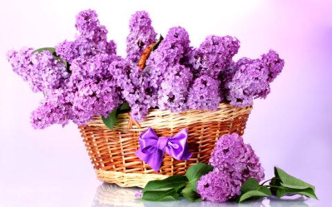 Flower Purple Violet Flowerpot photo