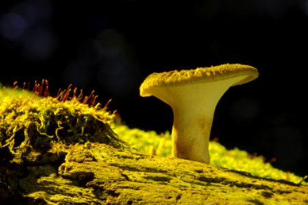 Yellow Mushroom Bolete Fungus