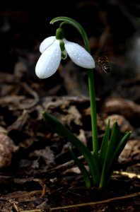 Flower Galanthus Plant Snowdrop photo