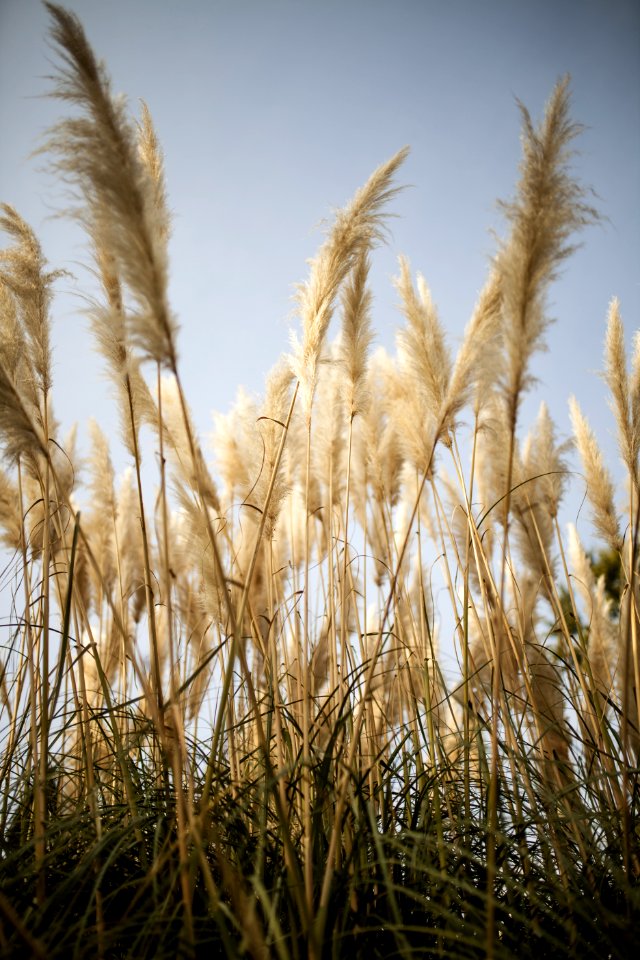Grass Family Sky Phragmites Grass