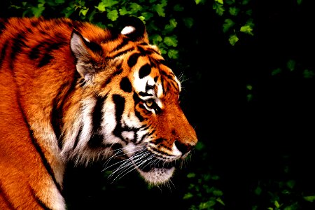 Tiger Wildlife Mammal Fauna photo