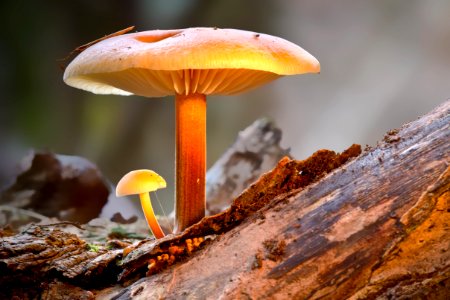 Mushroom Edible Mushroom Fungus Medicinal Mushroom photo