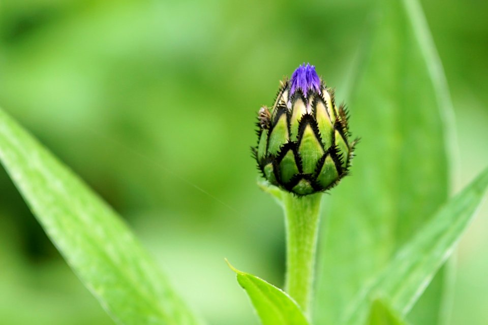 Bud Close Up Plant Flora