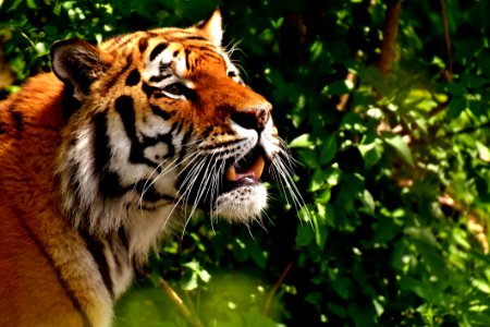 Wildlife Tiger Mammal Fauna photo