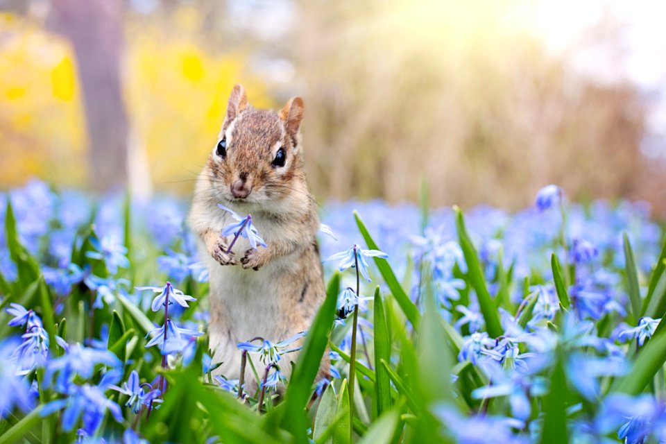 Mammal Fauna Wildlife Squirrel photo