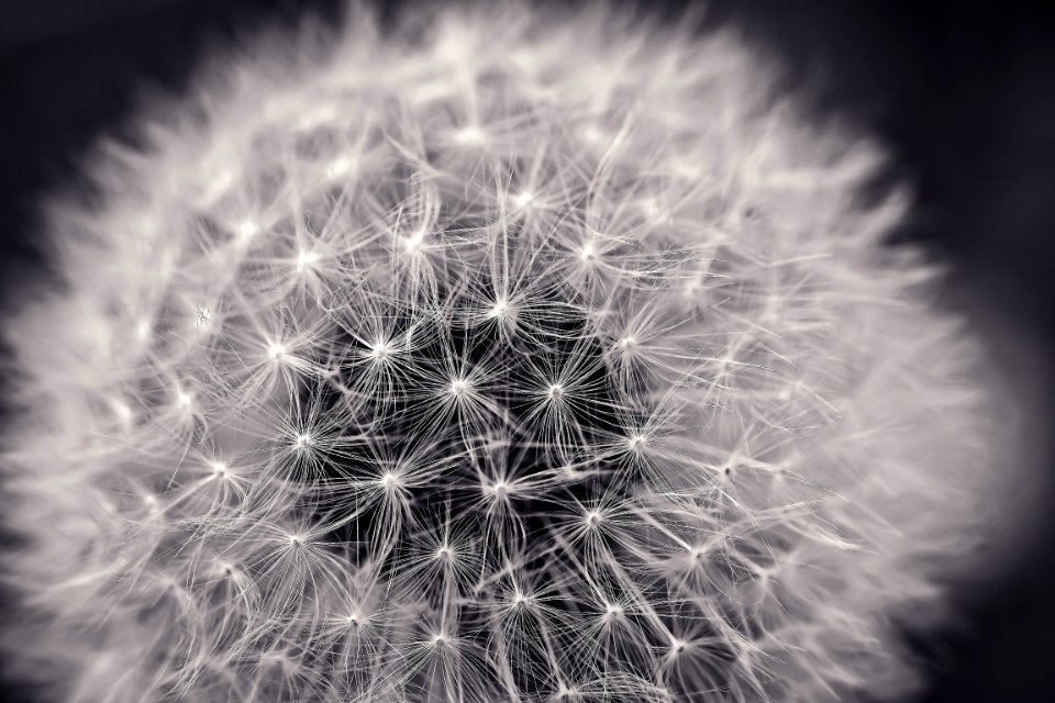 Black And White Flower Monochrome Photography Plant