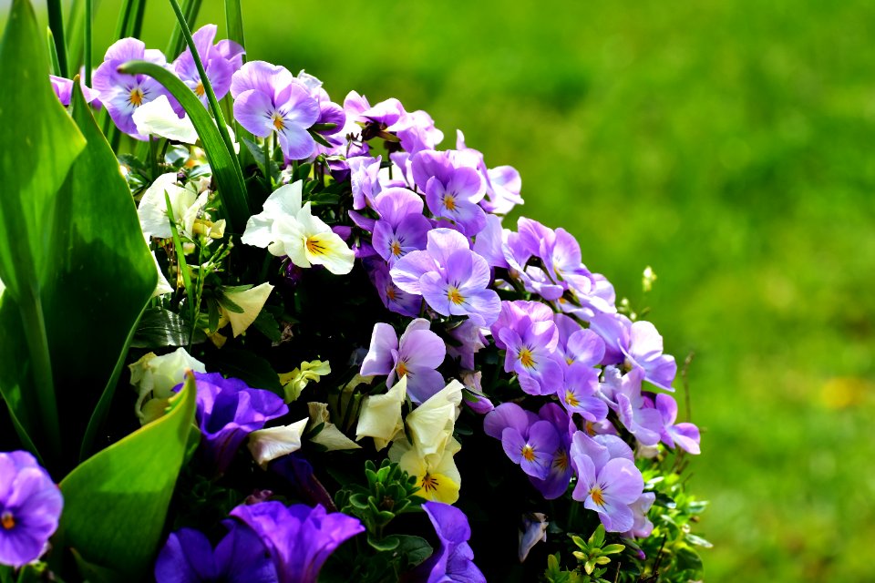 Flower Plant Purple Violet Family photo