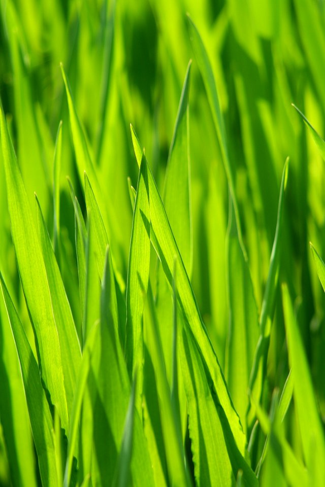 Grass Green Field Grass Family