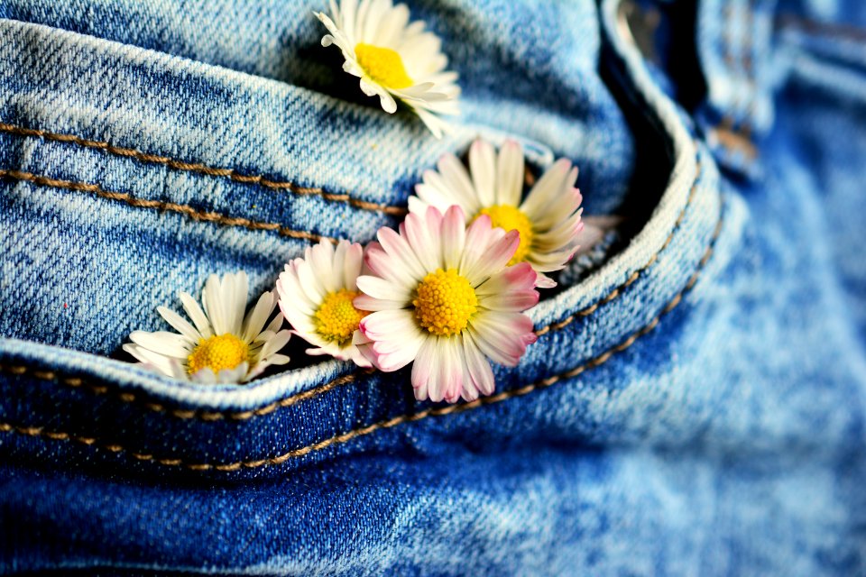 Blue Yellow Flower Flora