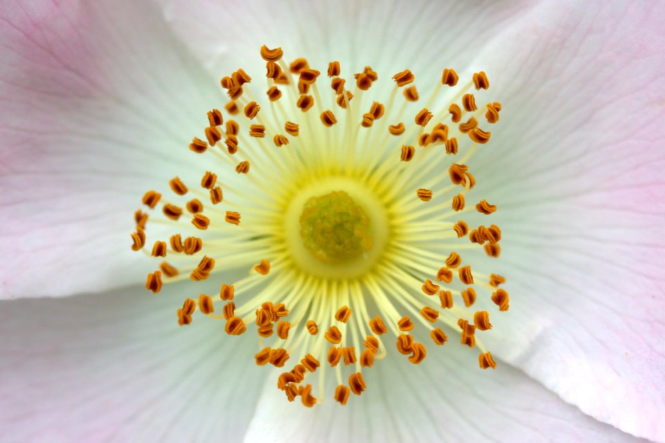 Flower White Yellow Close Up