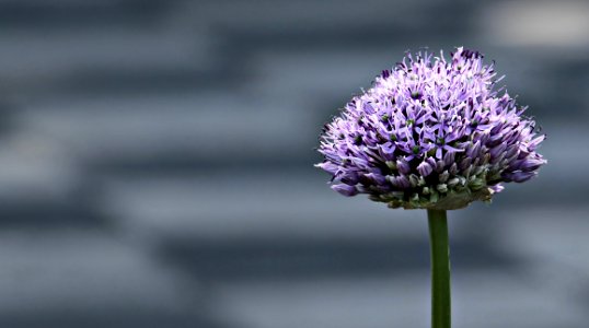 Purple Plant Flower Flora