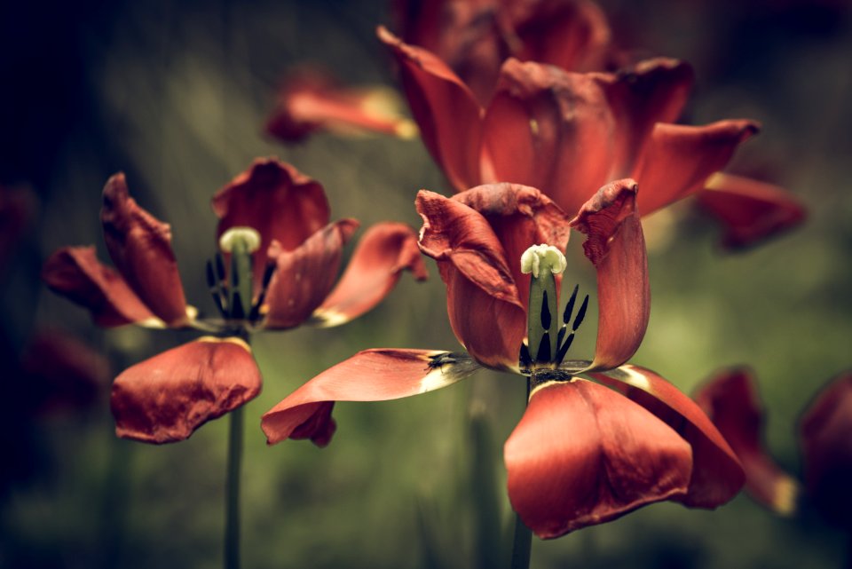 Flower Flora Wildflower Spring
