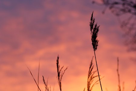Sky Cloud Atmosphere Of Earth Grass Family