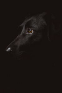 Black Dog Like Mammal Black And White Dog photo