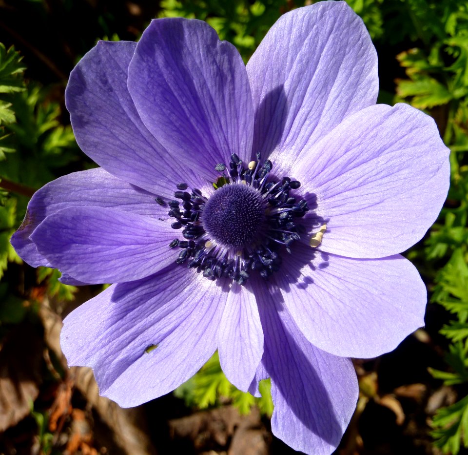 Flower Plant Flora Flowering Plant