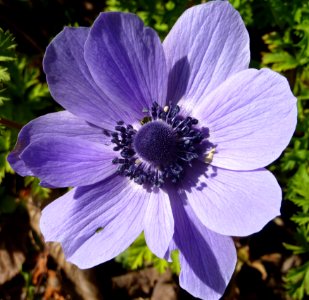 Flower Plant Flora Flowering Plant