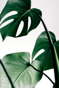 Plant Leaf Green Flora
