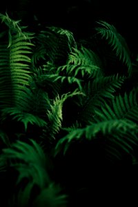 Vegetation Ferns And Horsetails Plant Fern
