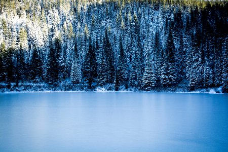 Frosty Forest