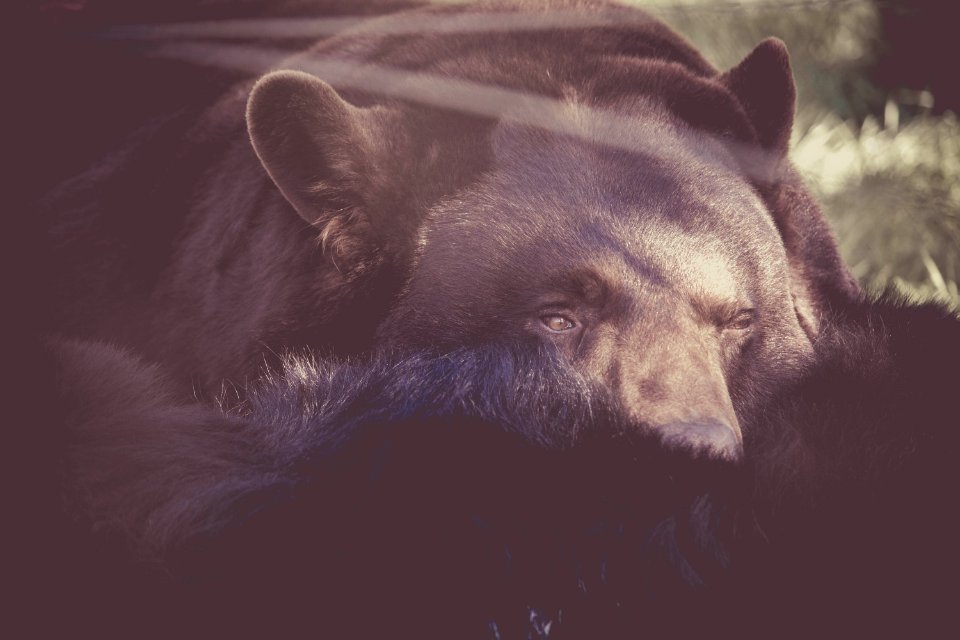 Bear Life