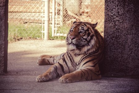 Sun Tiger photo