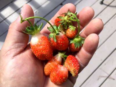 Todays Handful Of Strawberries