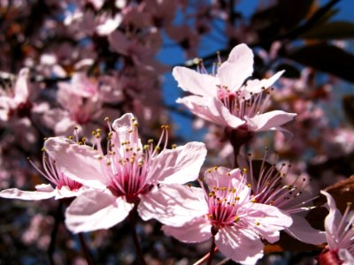 Blossoms