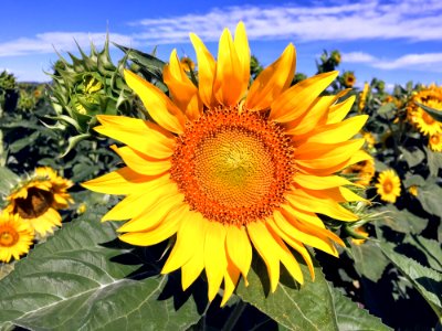 Flower Sunflower Yellow Flowering Plant photo