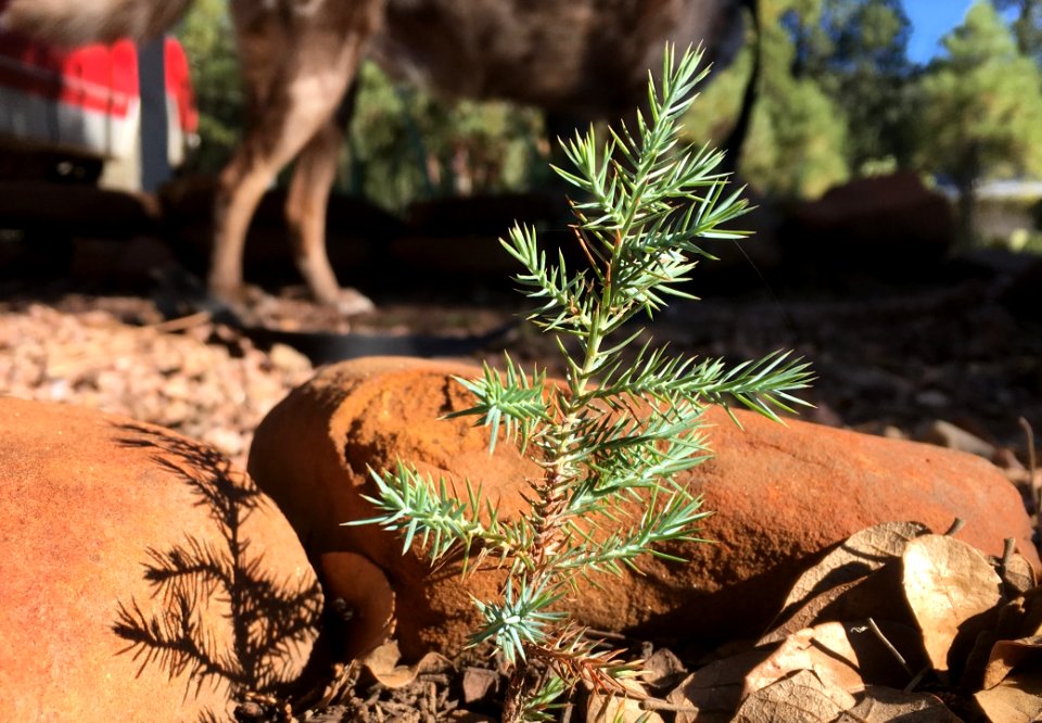 Towering Juniper Tree