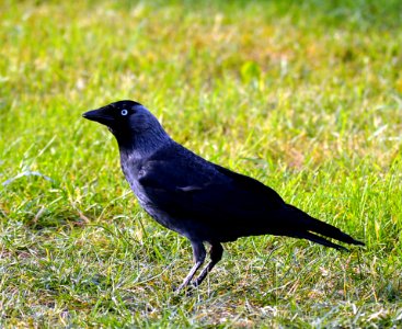 Bird American Crow Crow Fauna photo