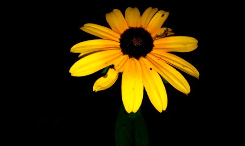 Flower Yellow Flora Close Up