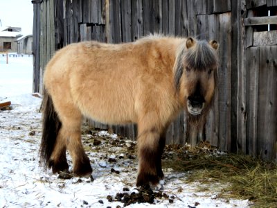 Horse Like Mammal Horse Mane Pony
