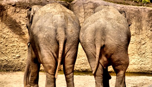 Elephant Elephants And Mammoths Terrestrial Animal Wildlife