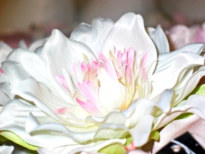 Flower White Pink Flowering Plant photo