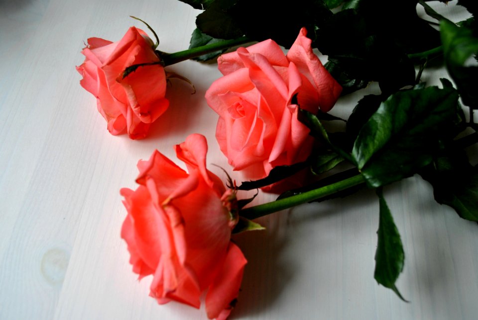 Flower Garden Roses Rose Red