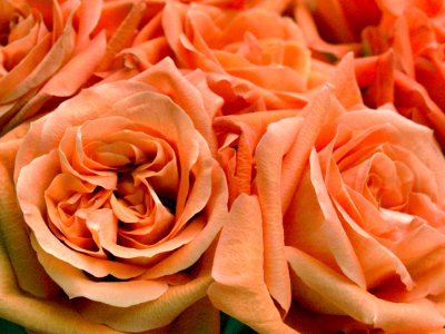 Rose Flower Pink Garden Roses