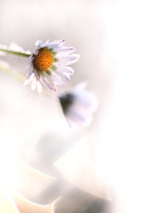 Flower Petal Close Up Blossom
